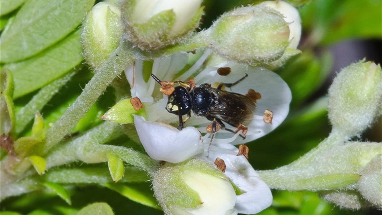 سبعة انواع من النحل تواجه الخطر