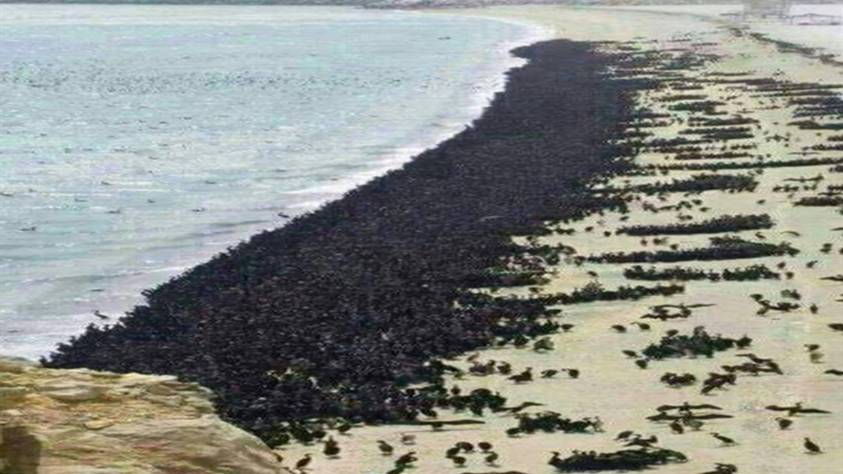 مئات الآلاف من فصيلة البجع تغطّي شاطئاً عربيا