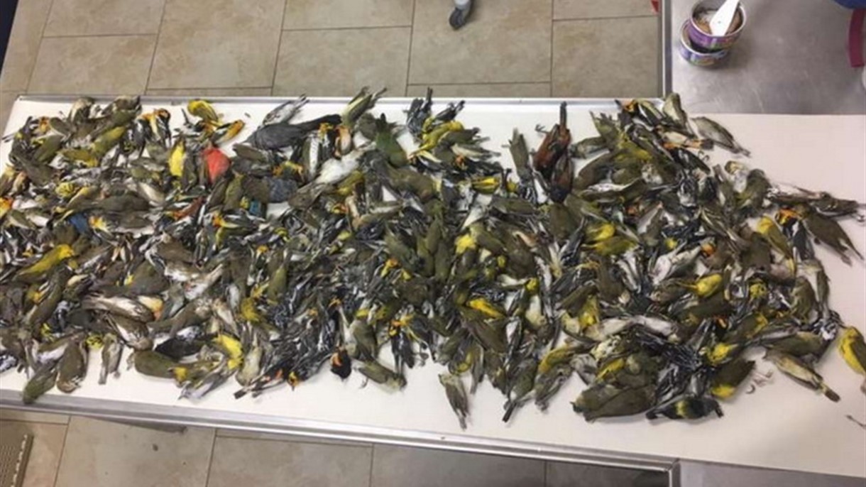 أربعمائة من الطيور تصطدم بناطحة سحاب في تكساس