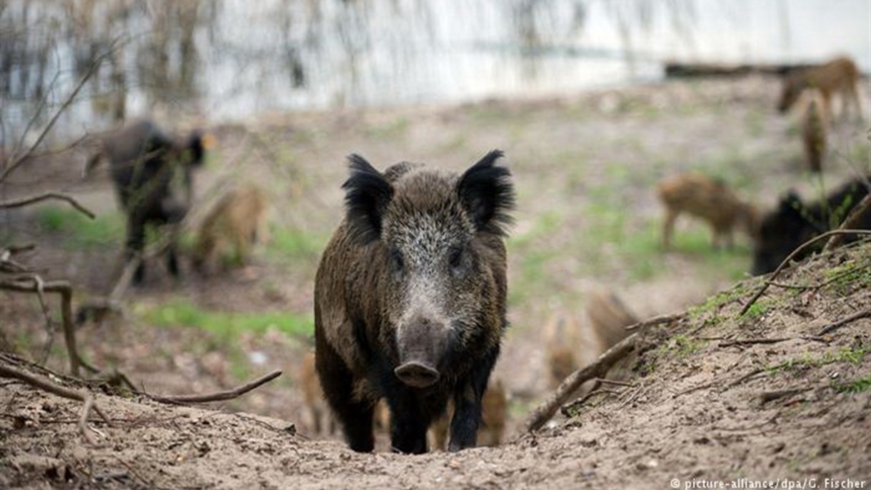 ألمانيا تعدِّل قانون صيد الخنزير البرّي