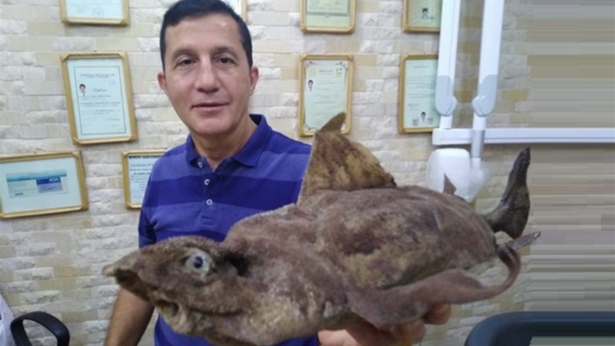 سمكة القرش المثلث في بحر لبنان