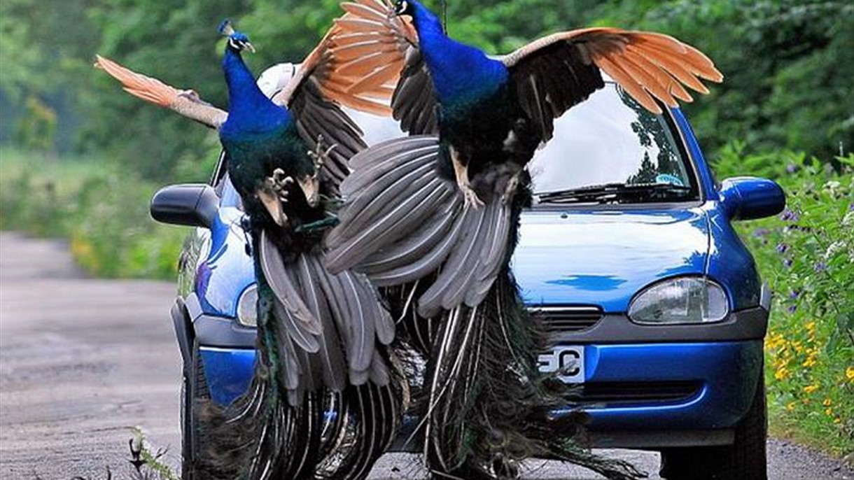 الضحايا 50 طاووسا