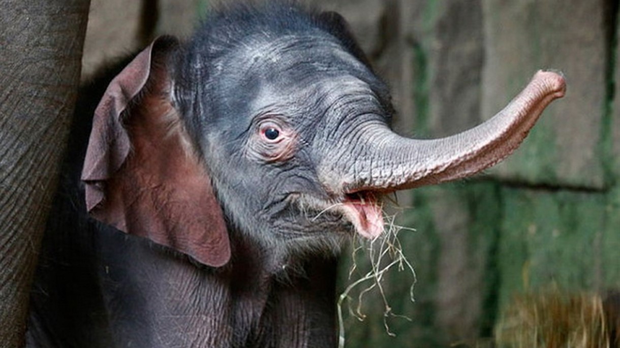 ولادة فيل في برلين مع ولادة العام الجديد