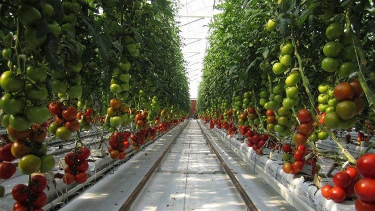 الإمارات تقود المنطقة الى الزراعة العامودية