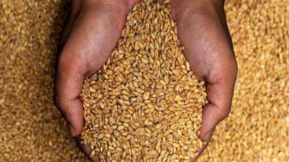 توضيح من وزارة الاقتصاد بشأن تصدير القمح المحلي