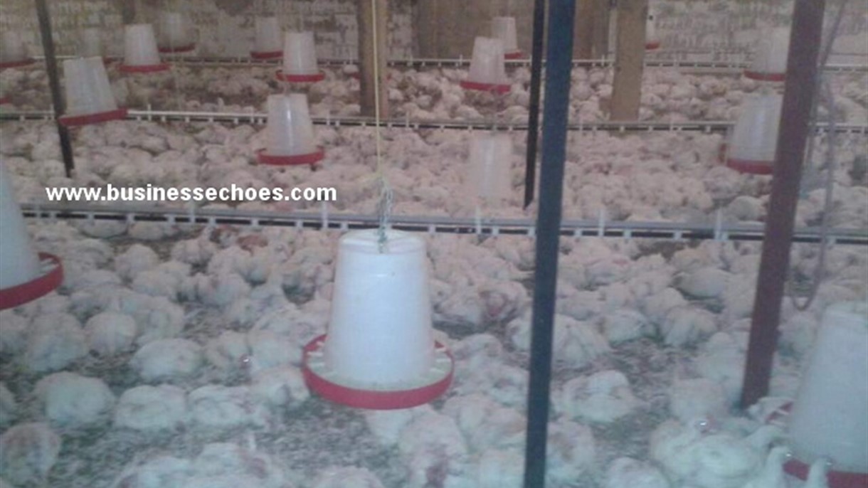 موت مئات آلاف الطيور في مزارع لبنانية