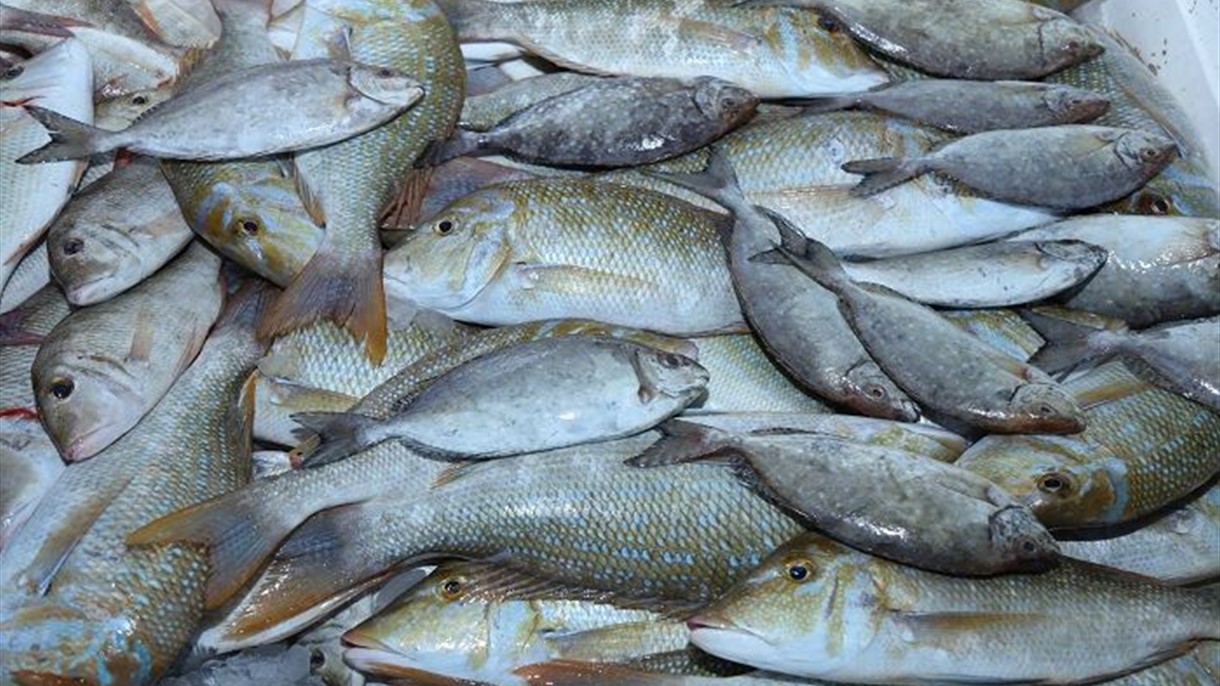 وزارة البيئة تنظم عمليات صيد السمك في الدولة