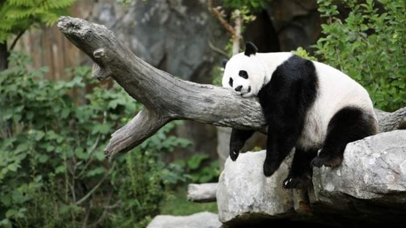 غذاء الباندا يستنبط الجيل الثاني من الوقود الحيوي